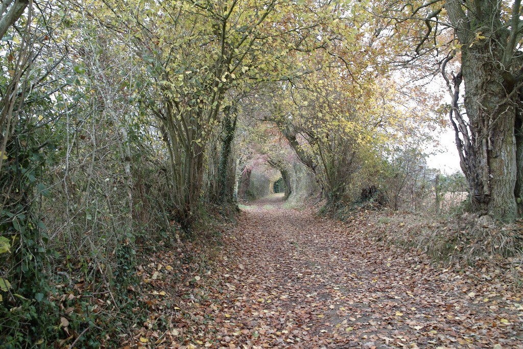 mon petit chemin au sigma DP2.html