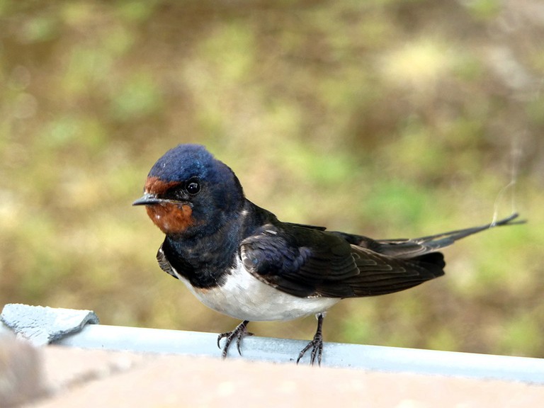 hirondelle à la fenêtre.html
