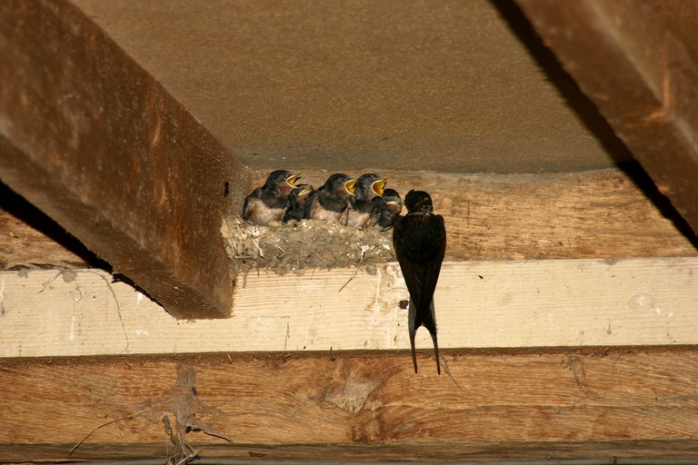 mourrissage de hirondaux.html