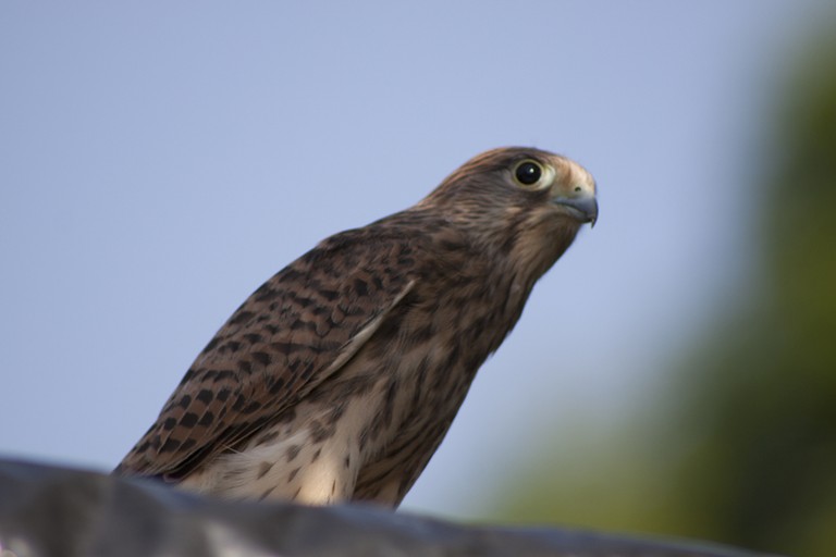 jeune faucon crécerelle.html