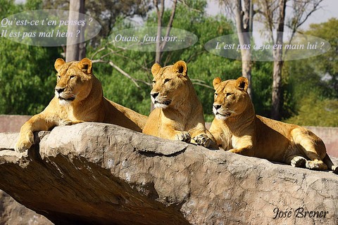 lionnes en observation