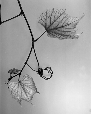 feuille de vigne.html