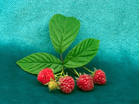 feuilles et framboises.html