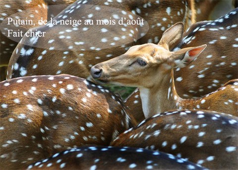 biches sous la neige