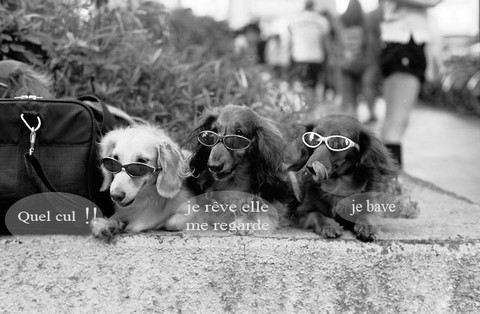 trois chiens en admiration