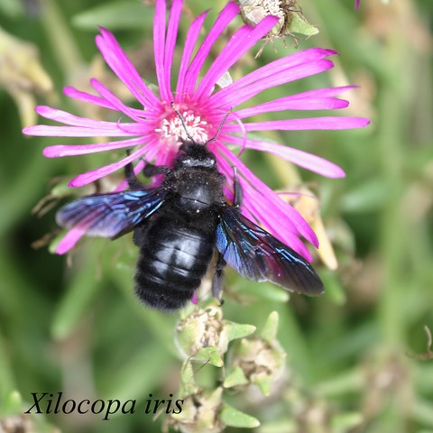 abeille charpentière.html