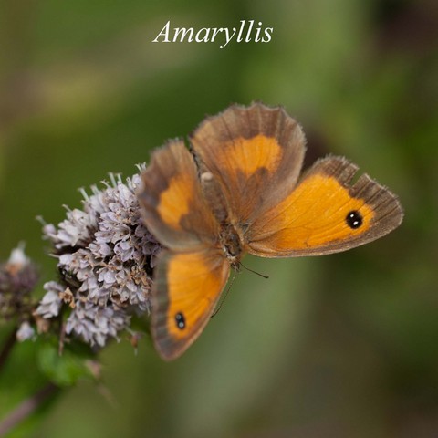 Amarylis.html