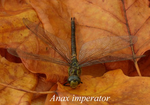 anax imperator.html
