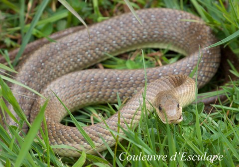 couleuvre d'Esculape.html