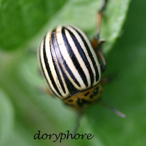 doryphore.html