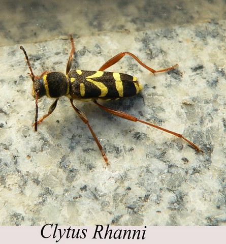 clynus rhanni.html