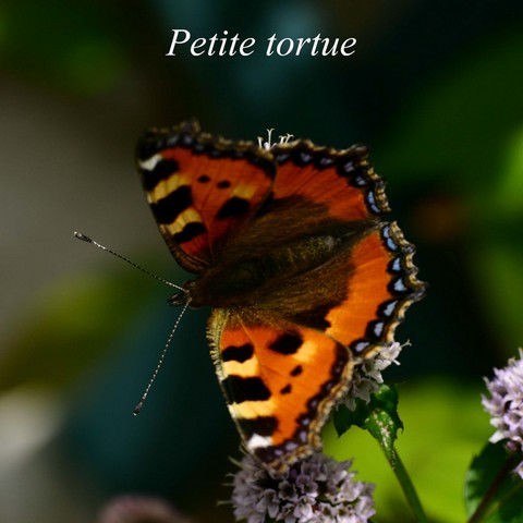 petite tortue.html