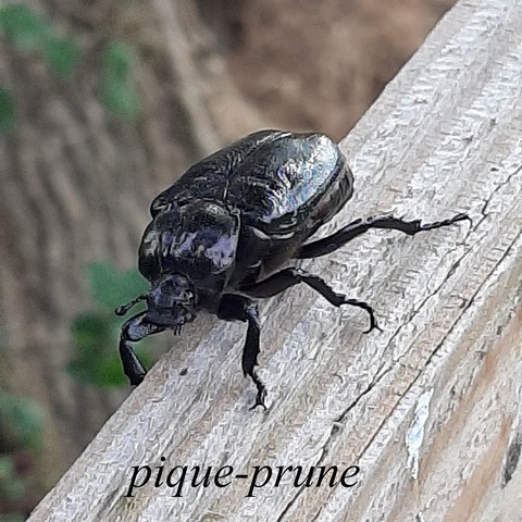pique prune.html
