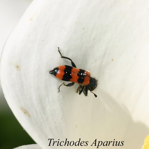 trichodes aparius.html